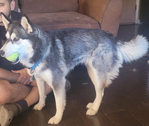 Lost Female Dog last seen Central & 98th , Albuquerque, NM 87121
