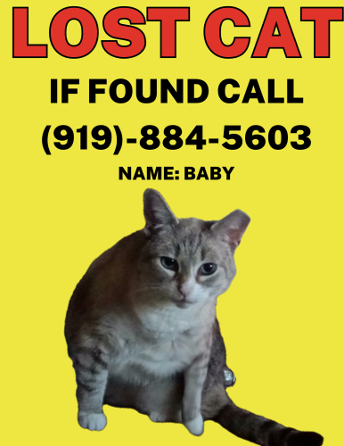 Lost Female Cat last seen Northgate Park, Durham, NC 27701