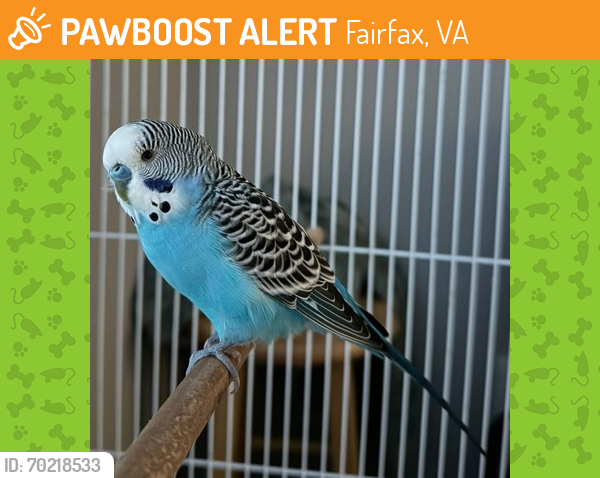 Shelter Stray Male Parakeet (budgie) last seen Alexandria, VA, 22315, Wescott Hills Way, Fairfax County, VA, Fairfax, VA 22032