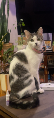 Lost Female Cat last seen 18th and 58th ct , Cicero, IL 60804