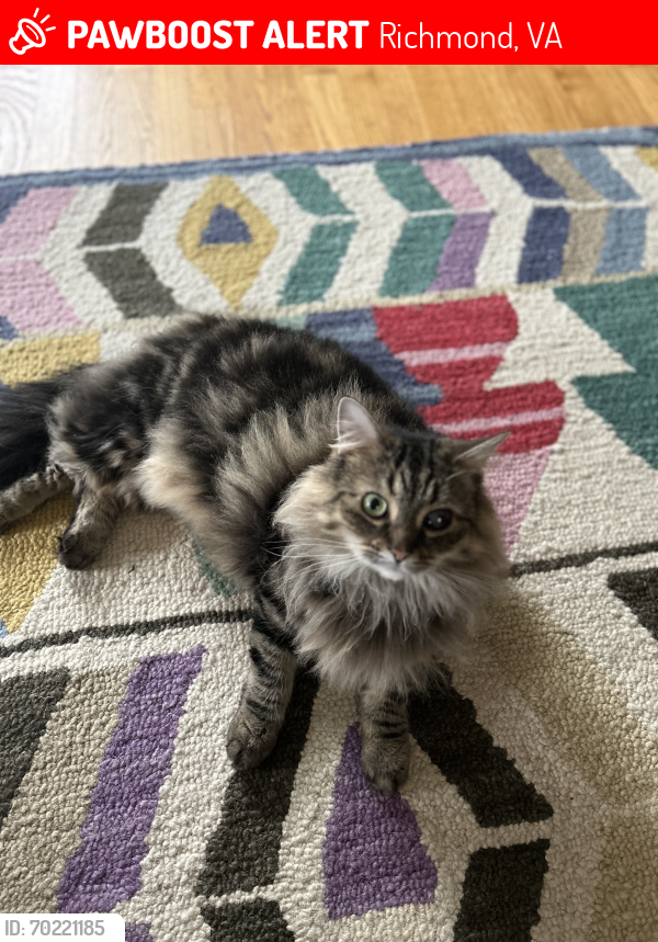 Lost Female Cat last seen Moss side ave between Westwood Ave and Walton ave, Richmond, VA 23222