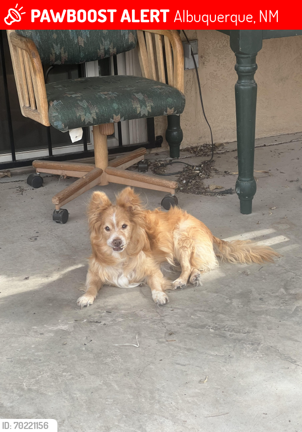 Lost Male Dog last seen Whiteman/Montano , Albuquerque, NM 87120