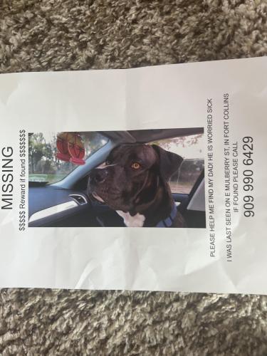 Lost Male Dog last seen E Mulberry st, Ft Collins, Fort Collins, CO 80524