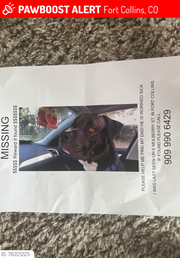 Lost Male Dog last seen E Mulberry st, Ft Collins, Fort Collins, CO 80524