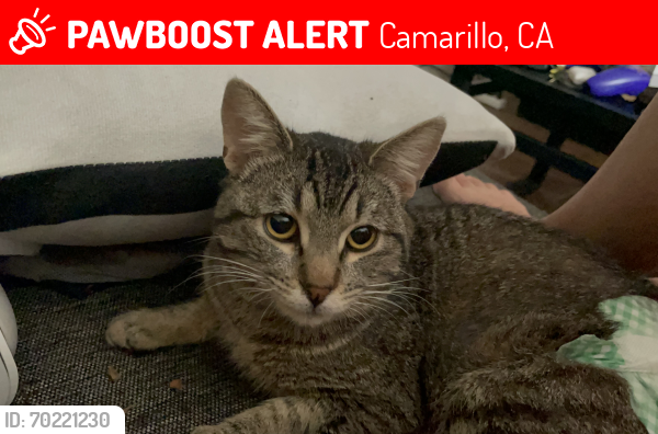 Lost Male Cat last seen Near Antonio drive 93010 Camarillo , Camarillo, CA 93010