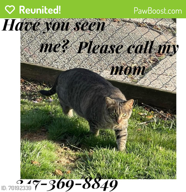 Reunited Male Cat last seen Sono sign, Norwalk, CT 06854