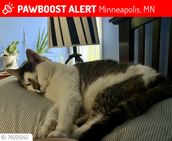 Lost Female Cat last seen E 27th St and 13th Ave S , Minneapolis, MN 55407
