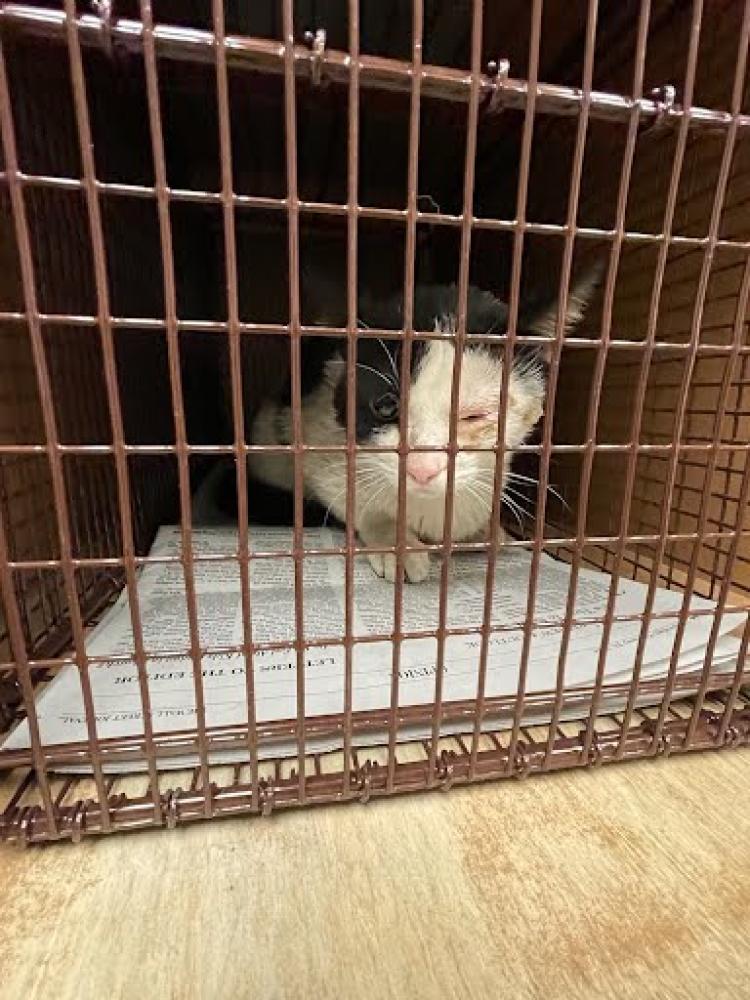 Shelter Stray Male Cat last seen Near BLOCK NORTH LAMAR, Austin, TX 78702