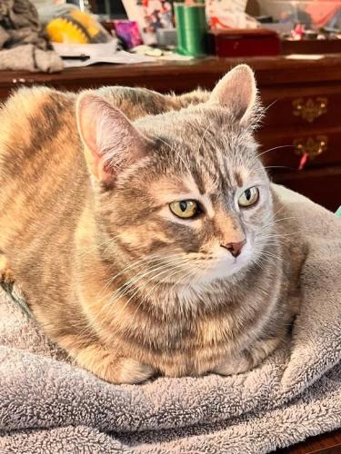 Lost Female Cat last seen Mid-Beacon Hill, Seattle, WA 98108