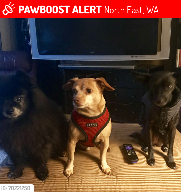 Lost Male Dog last seen Friendly Grove Rd and 26th Ave , North East, WA 98506