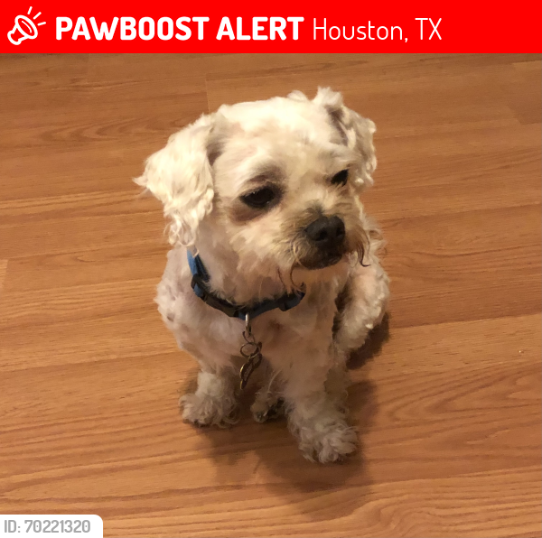 Lost Male Dog last seen Near , Houston, TX 77015