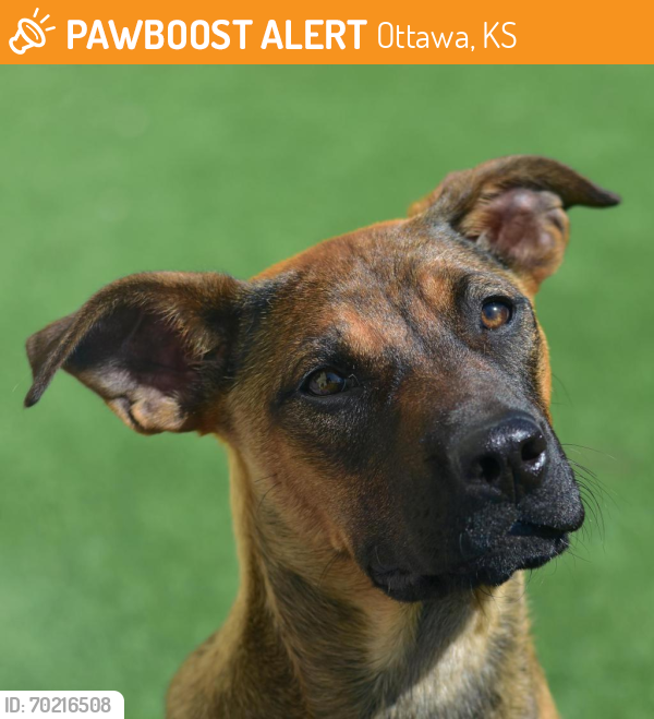 Shelter Stray Female Dog last seen , Ottawa, KS 66067