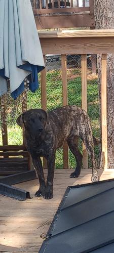 Lost Male Dog last seen Watkins and Castlegate dr raleigh , Northeast Raleigh, NC 27587