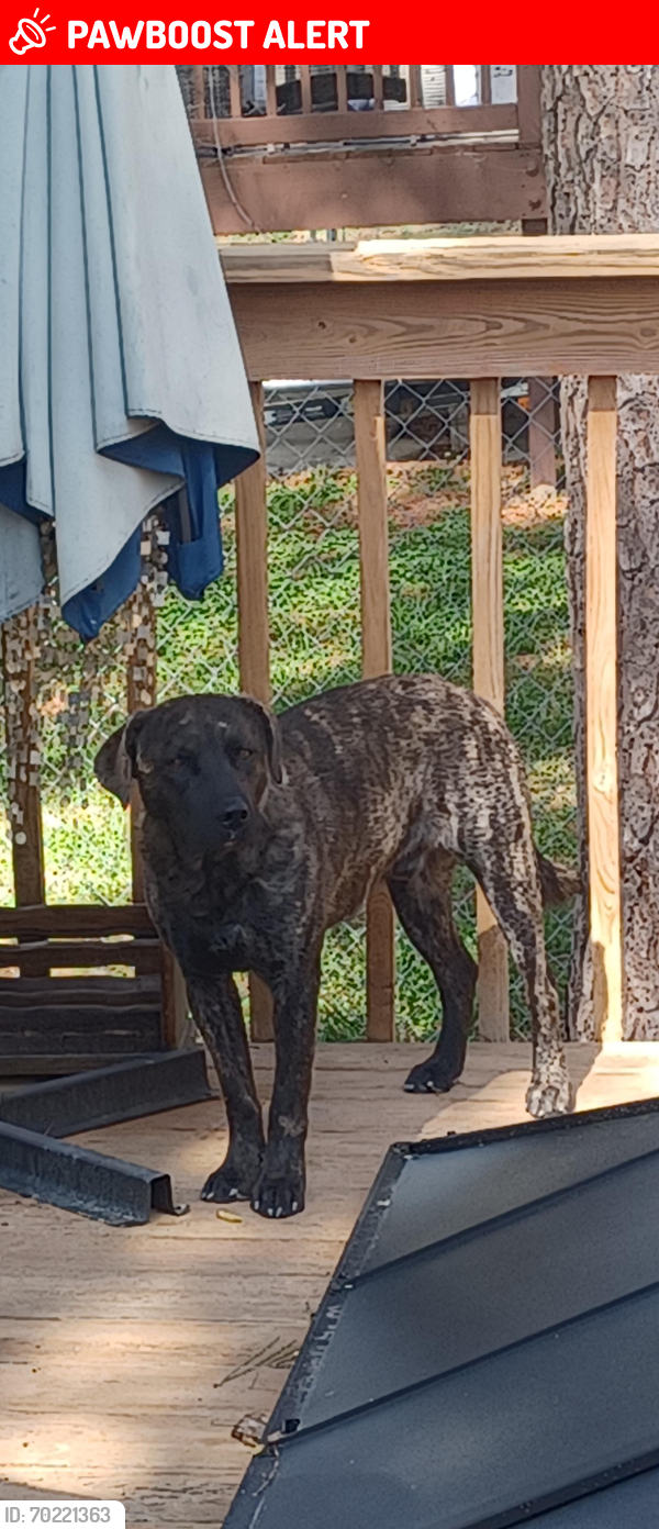 Lost Male Dog last seen Watkins and Castlegate dr raleigh , Northeast Raleigh, NC 27587