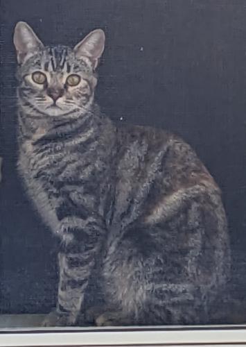 Lost Female Cat last seen Trumpet Drive, Redding, Redding, CA 96003
