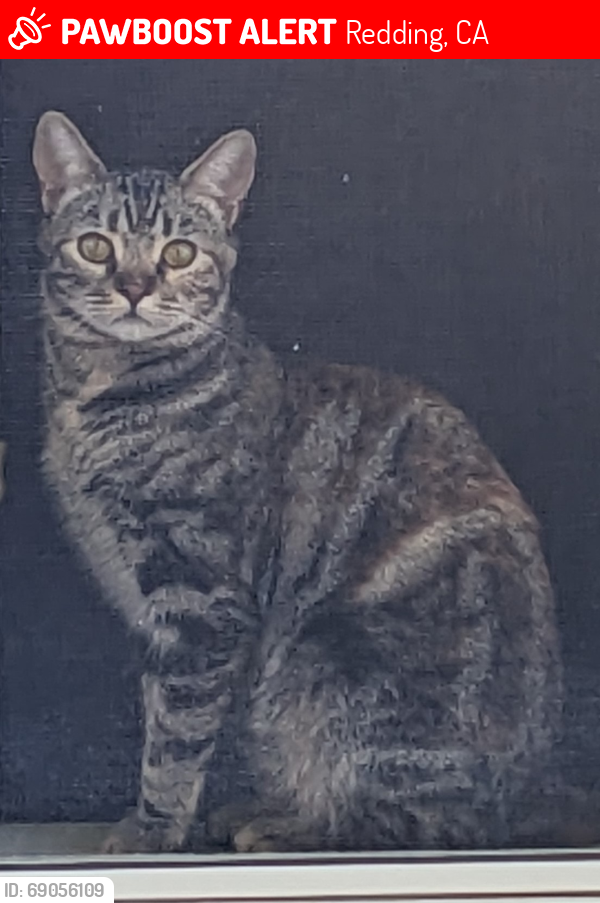 Lost Female Cat last seen Trumpet Drive, Redding, Redding, CA 96003