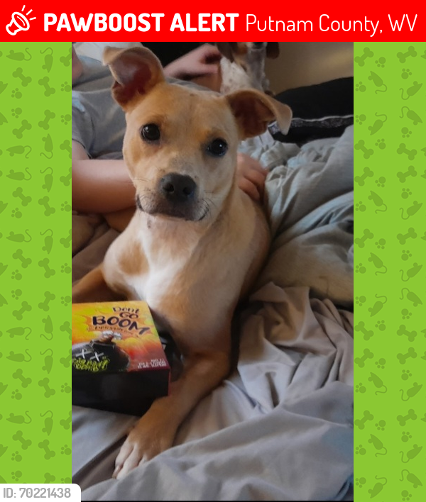 Lost Female Dog last seen Don't know, Putnam County, WV 25248