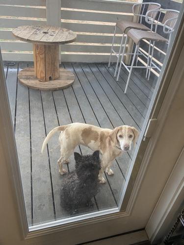 Lost Male Dog last seen CR 365 and CR 410, Brownfield, TX 79316
