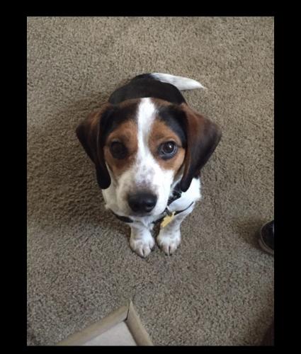 Lost Male Dog last seen Richardson Rd to Turkeyfoot Rd or Independence Station , Independence, KY 41051