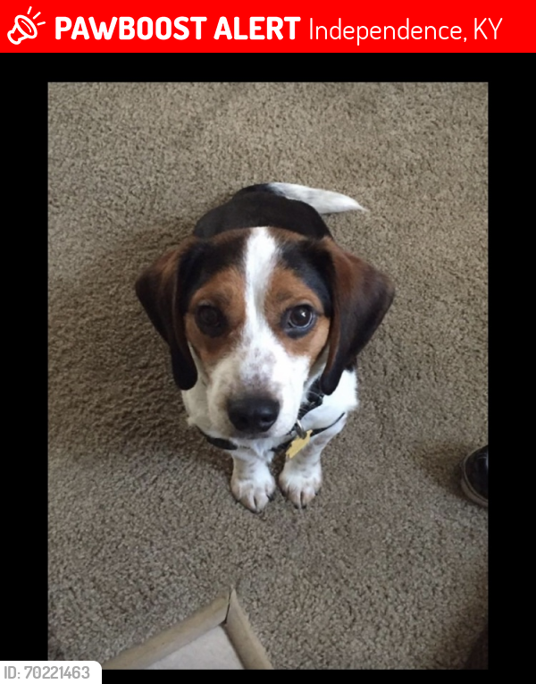 Lost Male Dog last seen Richardson Rd to Turkeyfoot Rd or Independence Station , Independence, KY 41051