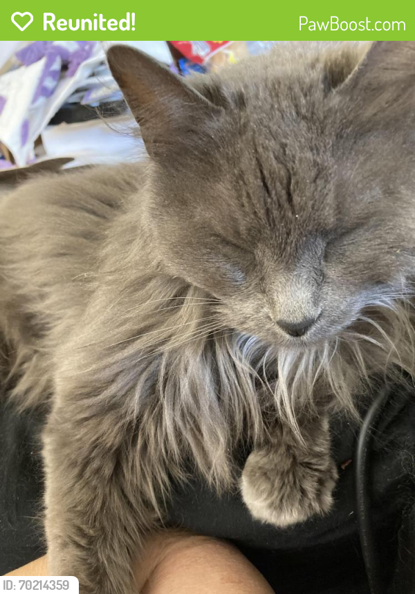 Reunited Female Cat last seen Brackley and Ouray , Albuquerque, NM 87120