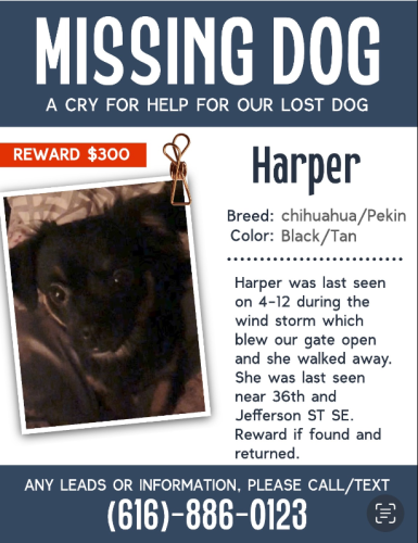 Lost Female Dog last seen Celia and Jefferson, Wyoming, MI 49548