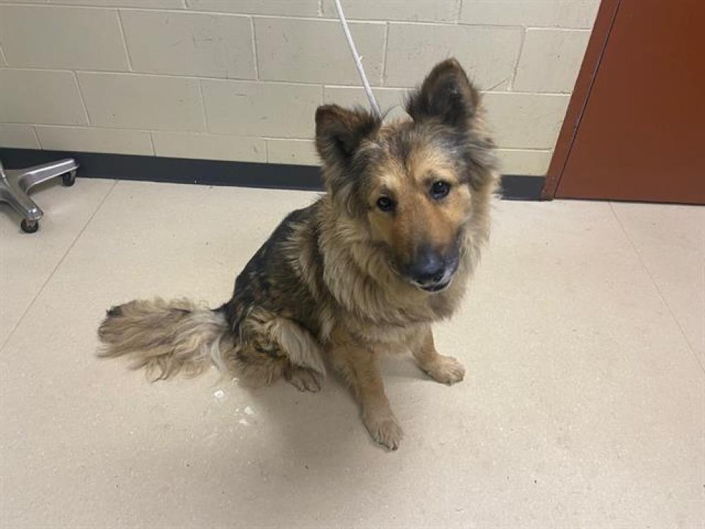 Shelter Stray Female Dog last seen Near BLOCK S 51ST, West Milwaukee, WI 53215