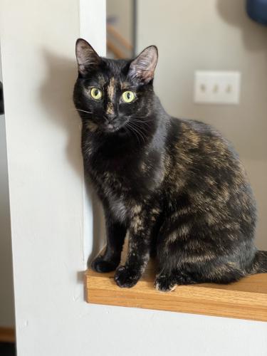 Lost Female Cat last seen Heritage s, Vadnais Heights, MN 55127