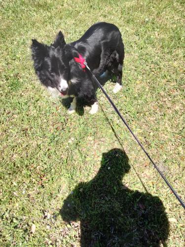 Lost Male Dog last seen VC Johnson  AND DUNN AVE OUR REDEEMER LUTHERAN CHURCH, Jacksonville, FL 32218