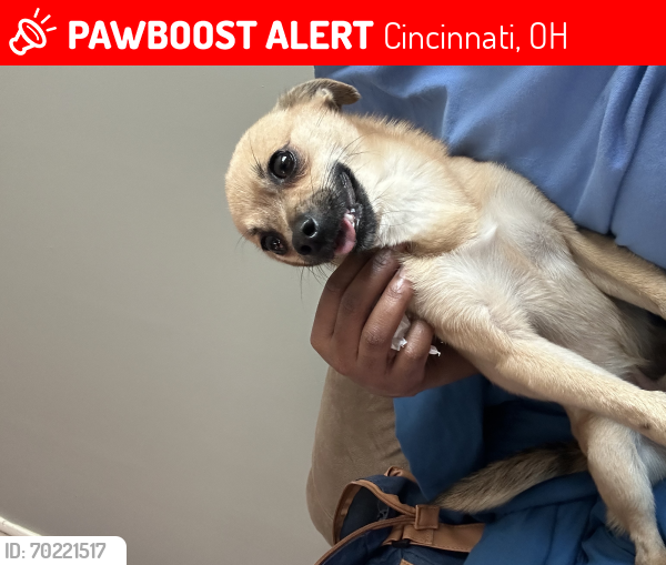 Lost Male Dog last seen Colerain twp , Cincinnati, OH 45231