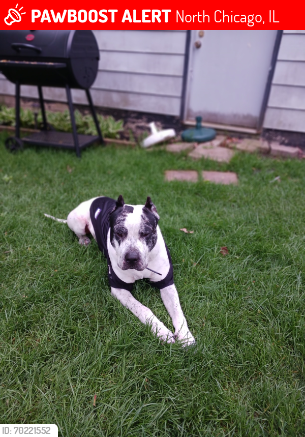 Lost Male Dog last seen 24th and Honore , North Chicago, IL 60064