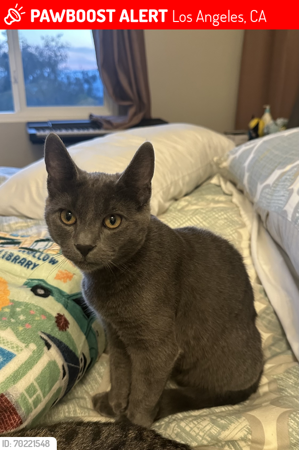 Lost Male Cat last seen Near Hubbard and Laurel Canyon in Sylmar, Los Angeles, CA 91342