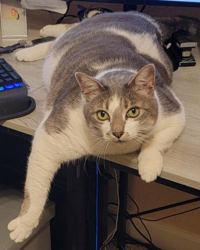 Lost Male Cat last seen 152nd AVE and 11 Street, West End, FL 33194