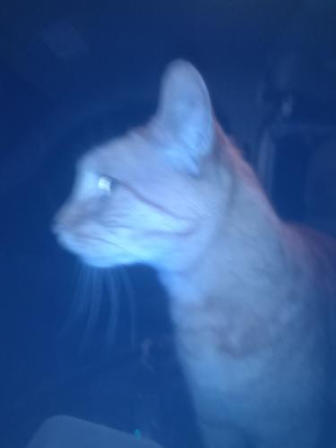 Lost Male Cat last seen 30th and brommer he's a older orange tabby I heard fighting and he's been gone since 3am.!!!!! Call, Live Oak, CA 95062