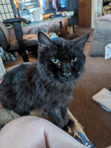 Lost Male Cat last seen Between Lamb and Palm, Paradise, NV 89120