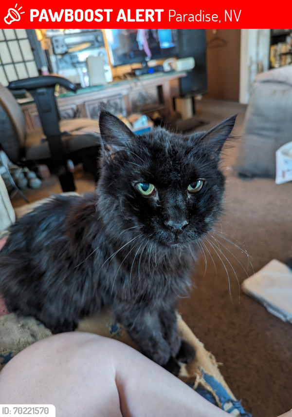 Lost Male Cat last seen Between Lamb and Palm, Paradise, NV 89120