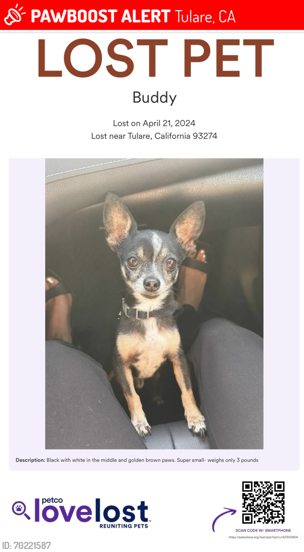 Lost Male Dog last seen Cross and West, Tulare, CA 93274