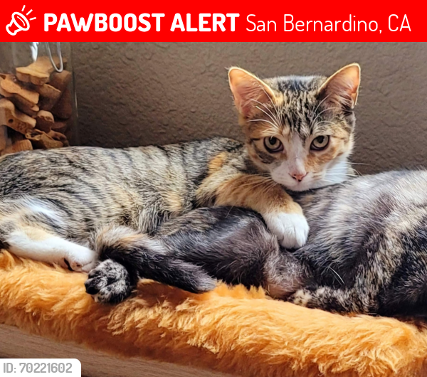 Lost Female Cat last seen Mt view , San Bernardino, CA 92405