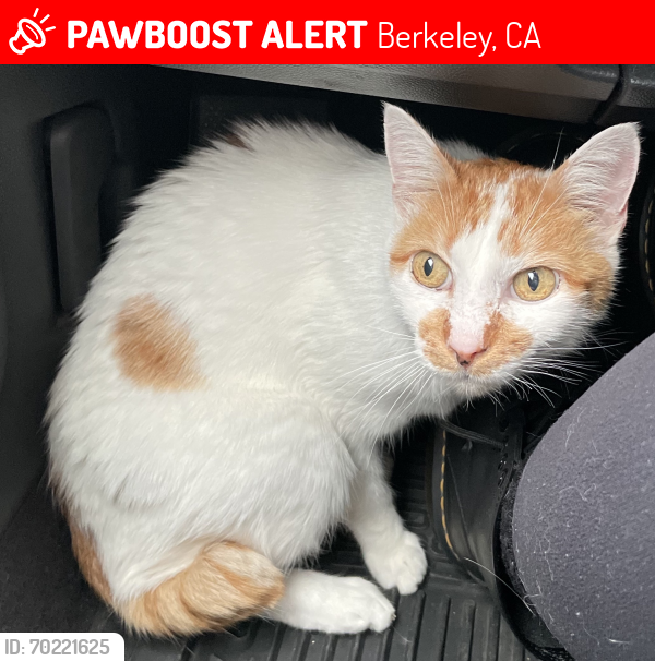 Lost Male Cat last seen Milvia & Rose, Berkeley, CA 94709