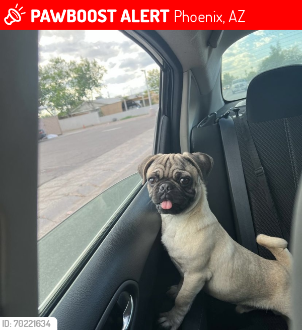 Lost Male Dog last seen 27th ave and Southern, Phoenix, AZ 85041