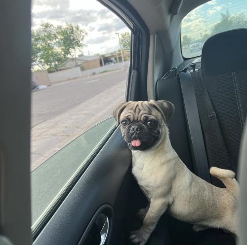 Lost Male Dog last seen 27th ave and Southern, Phoenix, AZ 85041