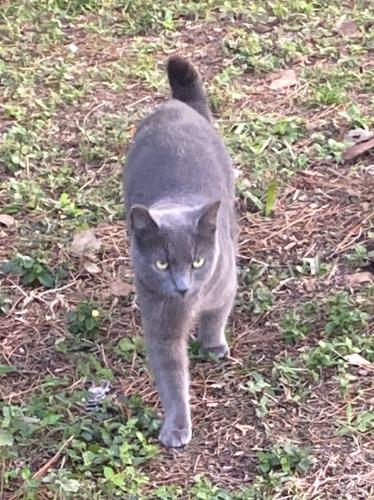 Lost Female Cat last seen Richmond and Third st , Lehigh Acres, FL 33936