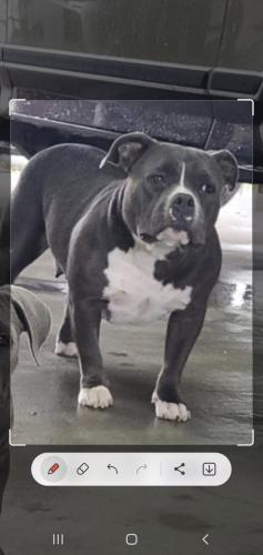 Lost Female Dog last seen Vasquez st pharr tx , Pharr, TX 78577