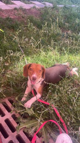 Lost Female Dog last seen Near Mount De Sales and Navicent , Macon, GA 31201
