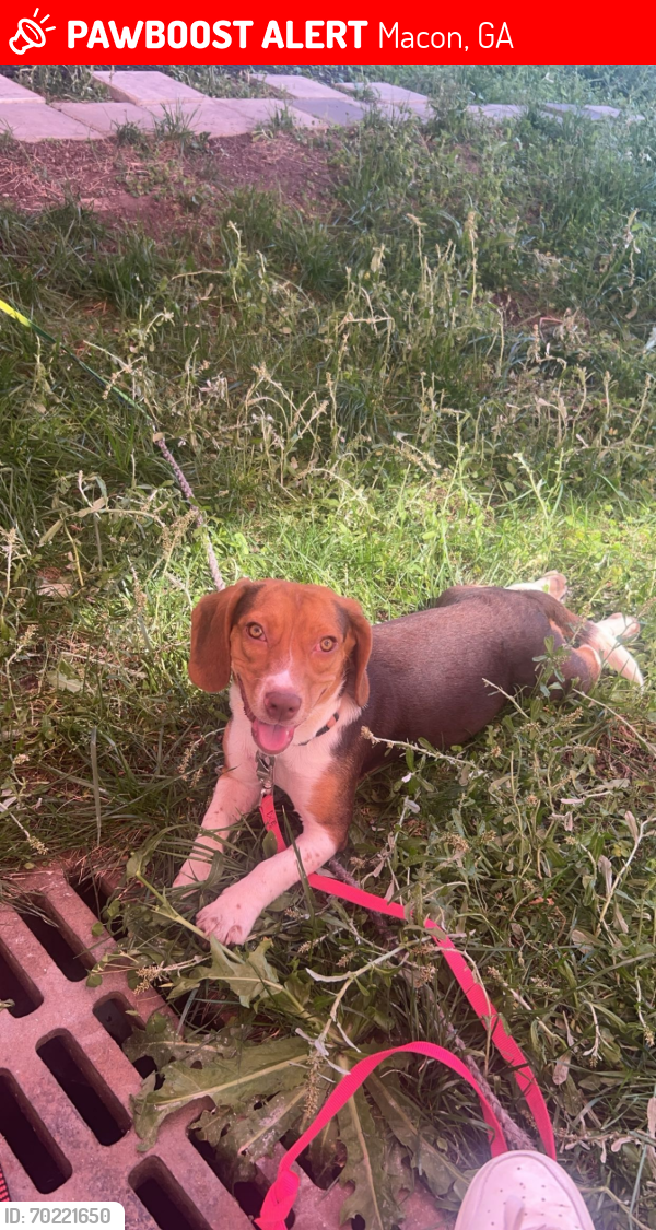 Lost Female Dog last seen Near Mount De Sales and Navicent , Macon, GA 31201