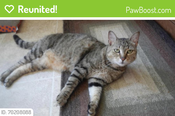 Reunited Male Cat last seen The Fields at Indian Creek, Emmaus, PA 18049