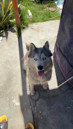 Lost Female Dog last seen Jefferson St and Birch St, Taft, CA 93268