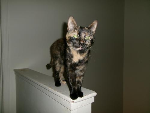 Lost Female Cat last seen Cooper Road,  Westerville, OH 43081, Columbus, OH 43081