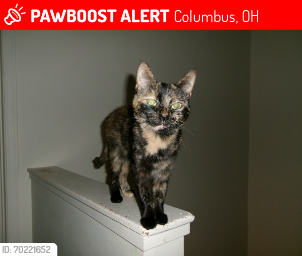 Lost Female Cat last seen Cooper Road,  Westerville, OH 43081, Columbus, OH 43081