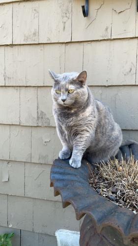 Lost Female Cat last seen sweet briar ct liberty twp, Liberty Township, OH 45044